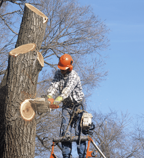 Tree Service Little Rock