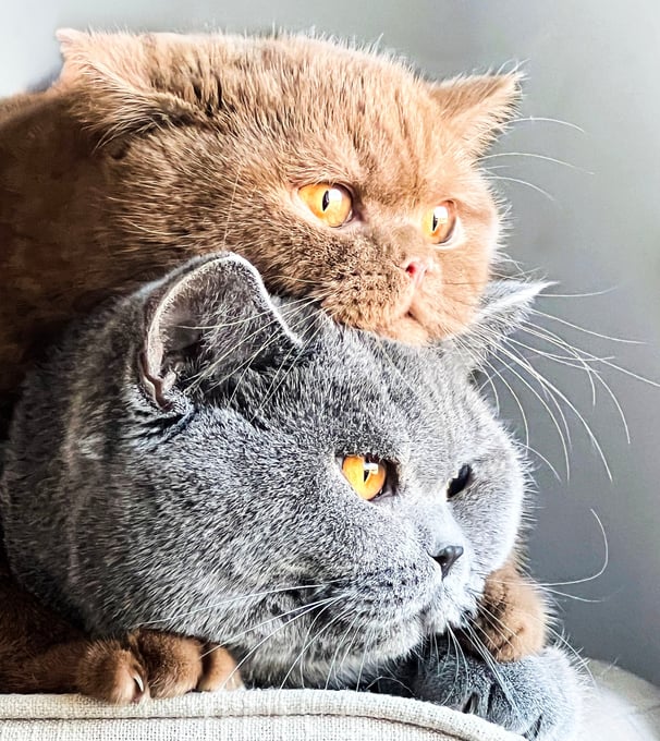 Blue and Cinnamon British Shorthair kitten with round face and plush coat
