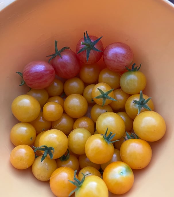 a bowl of a cherry tomato harvest