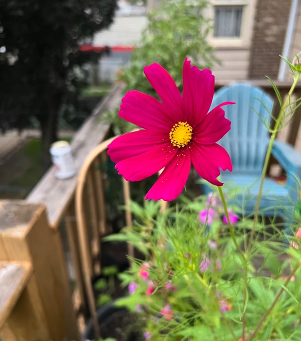 a rubenza cosmos bloom