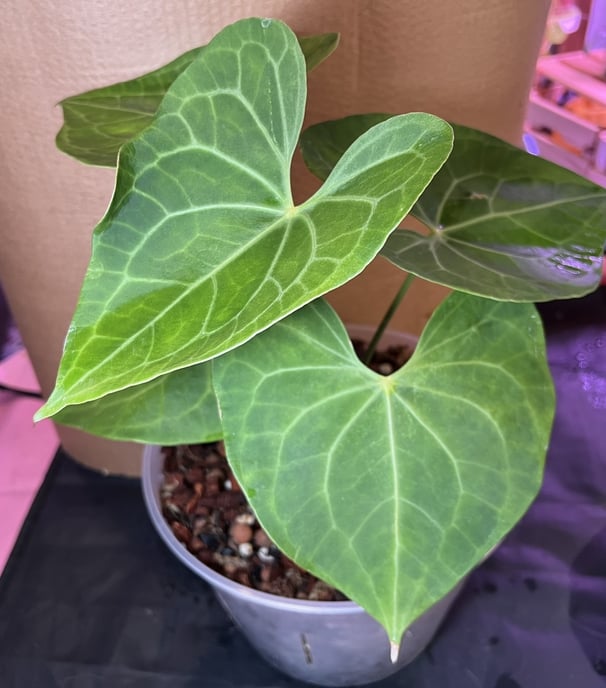 a large anthurium 'pterodactyl'
