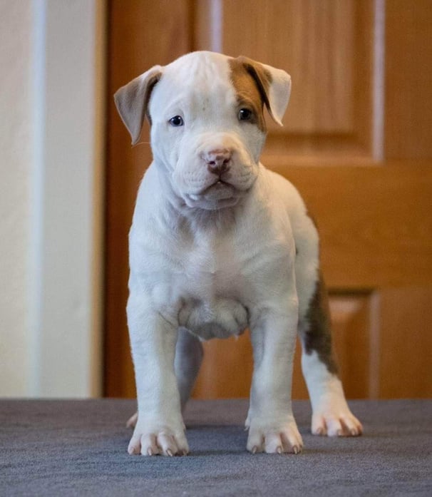 All white pitbulls for hot sale sale