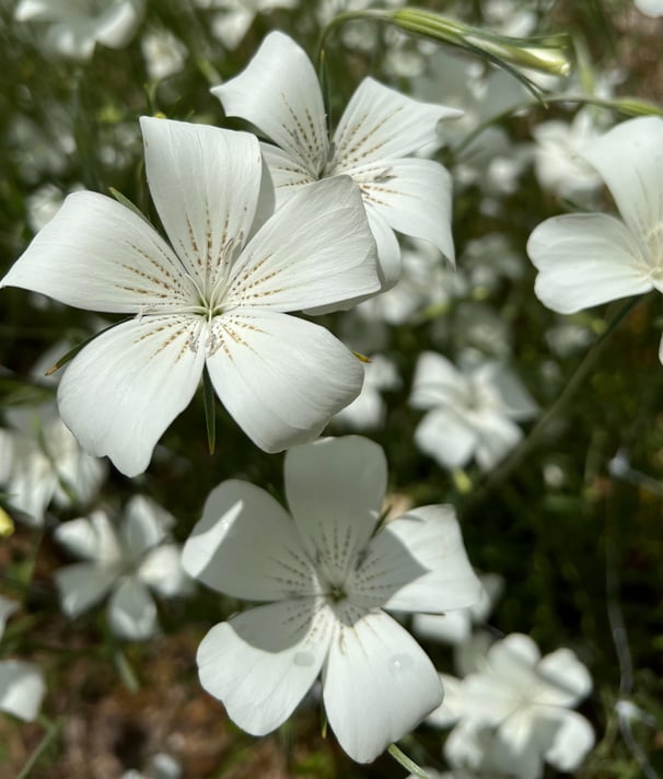 Just some beautiful white corn cockle blooms.