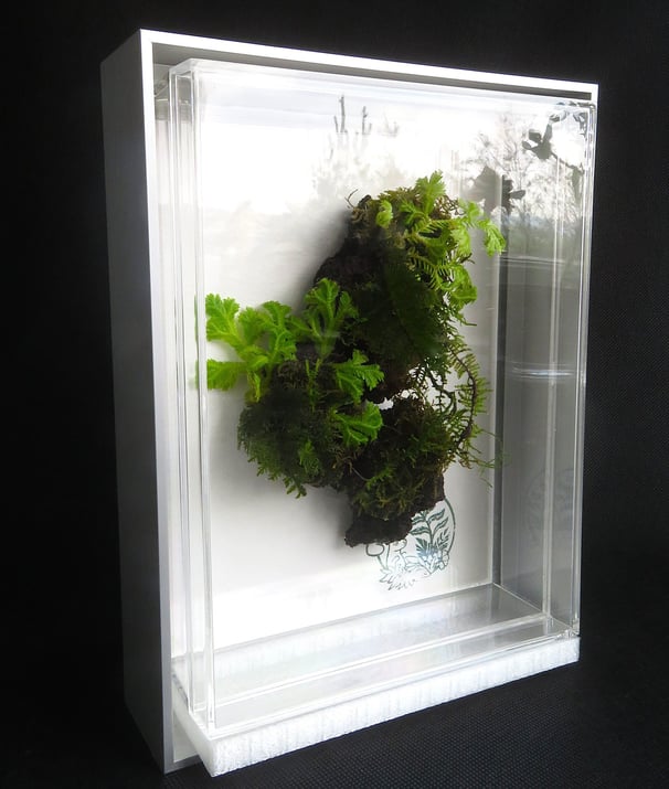 a plant in a clear glass case