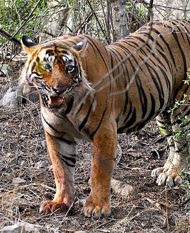 Ranthambore - North India tour package