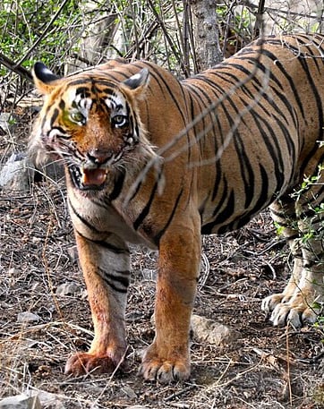 Ranthambore - North India tour package