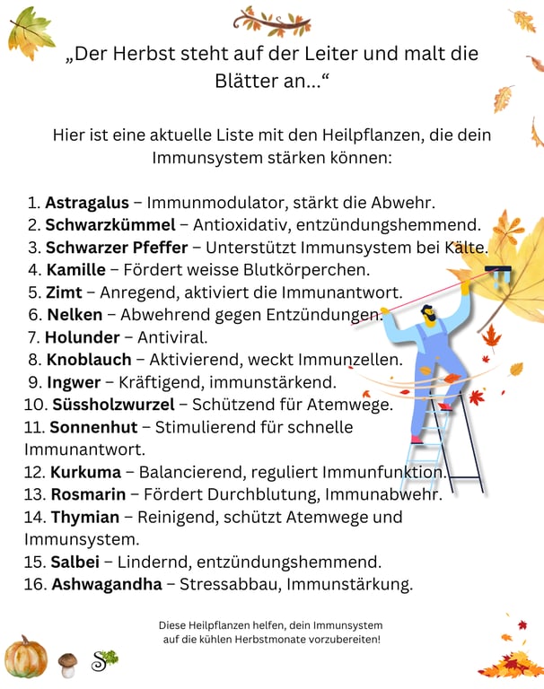 Heilpflanzen im Herbst - Sanapendium