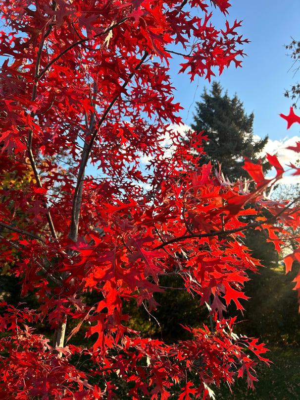 Northern Pin Oak fall color