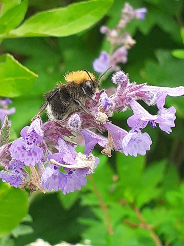 Bumblebee