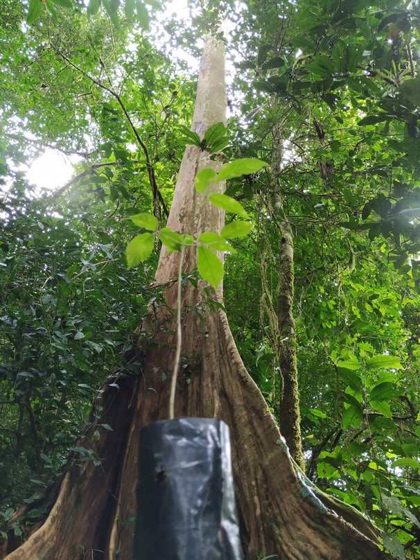 Het begin van ieder klimaatbos is het zoeken van de juiste soorten met een goede genetische mix