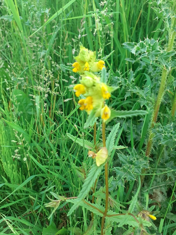Yellow Rattle