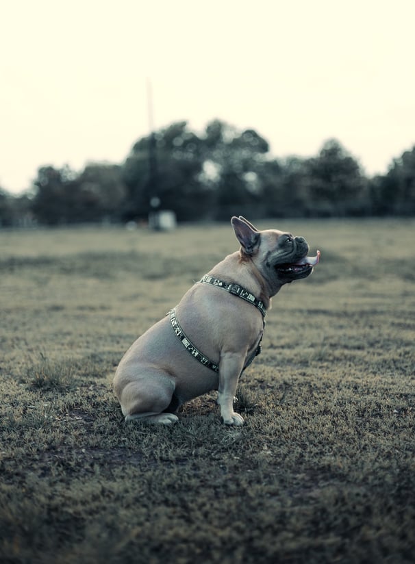Dog photography, Montreal, photographer, Lotfi Belaidi, animal photographer