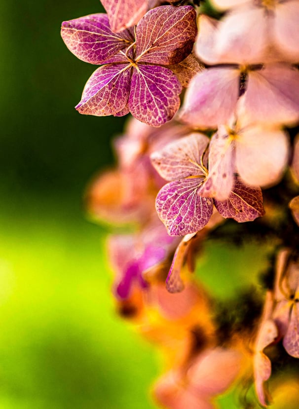 a bunch of flowers that are on a tree