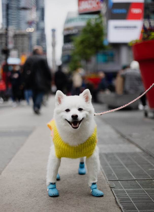 a white dog wearing blue boots and a yellow sweater