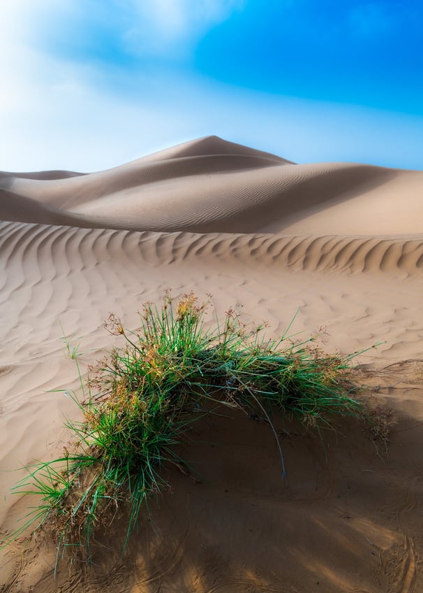 a small plant growing out of a sand dune dune dune dune dune . arbab naimat kasi, balochistan Nushki