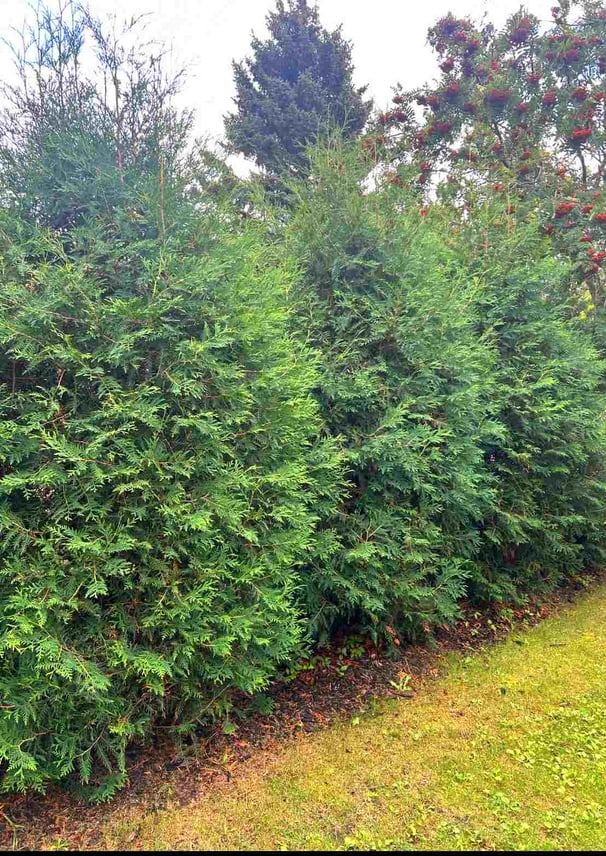 cedar hedge in alberta