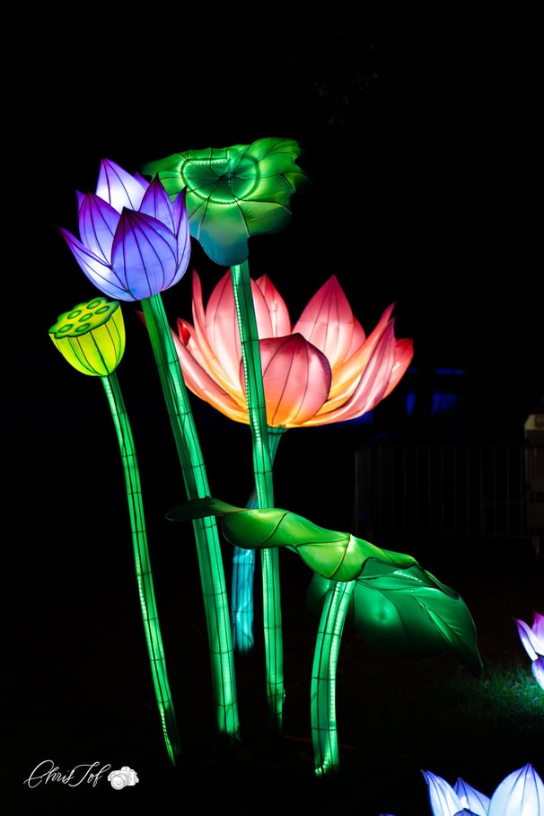 Splendeurs de Chine Céret évènements photos 66 perpignan photographe