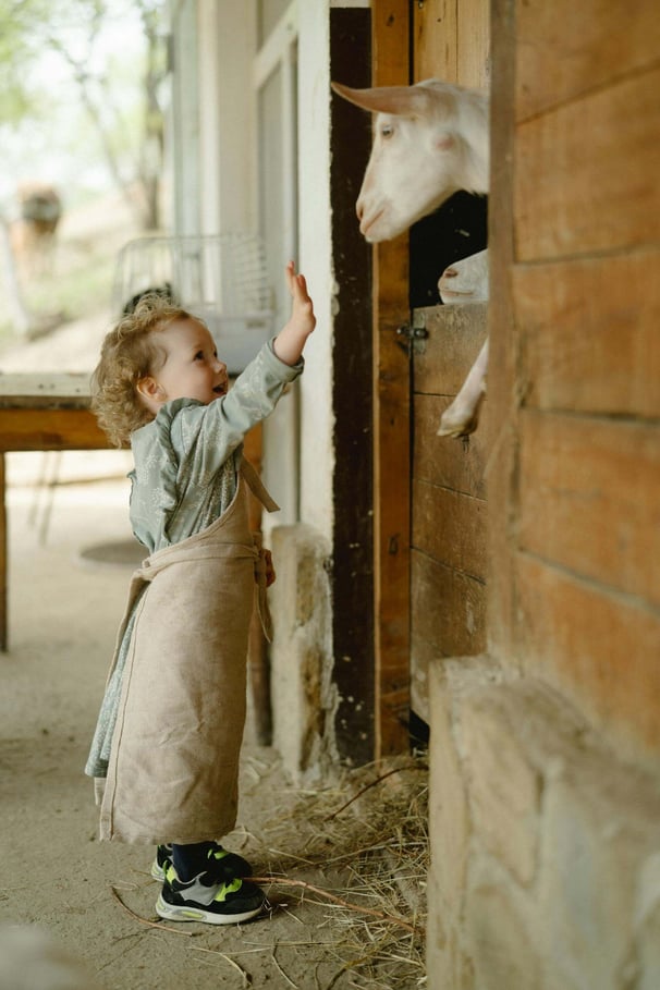 A young child interacting with goats in a farm.