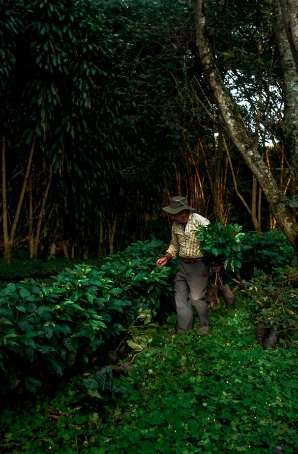 a man walking through coffee plants