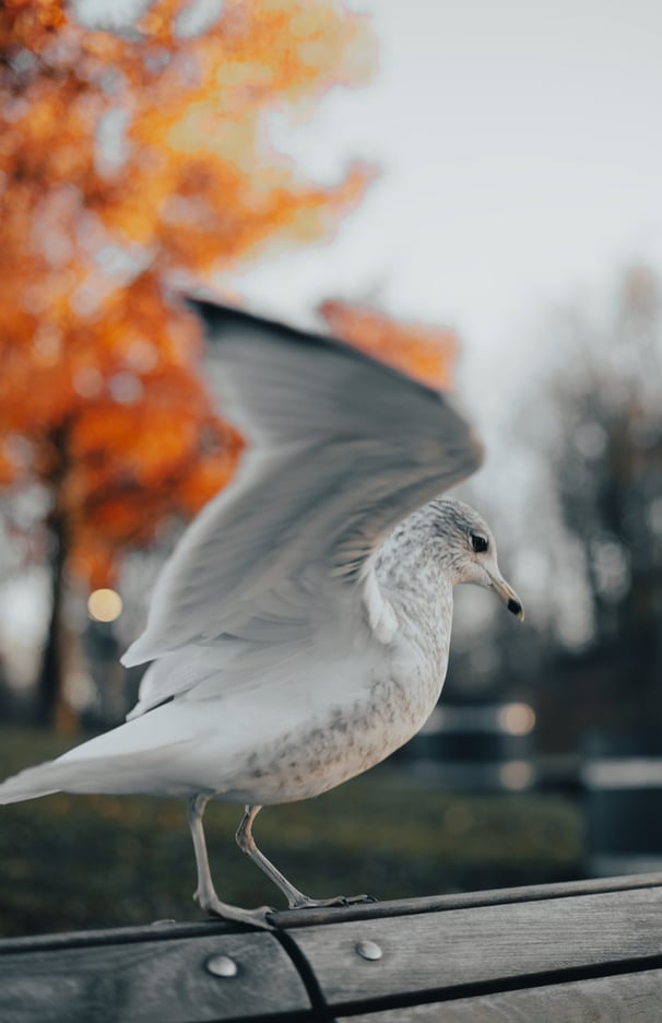 a bird with its wings open and a bird sitting on a bench