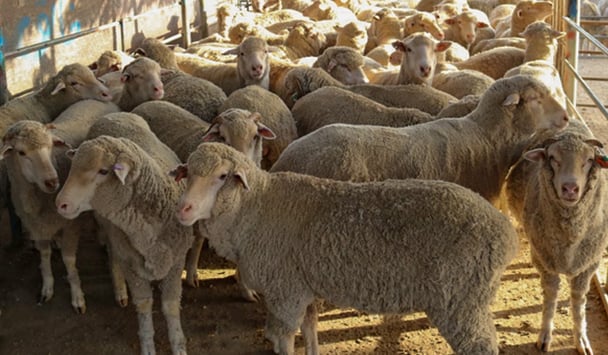 A flock of Australian sheep stand in a barn at Maalem Barka Company.