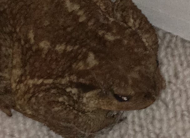 Our lonely female visiting toad.