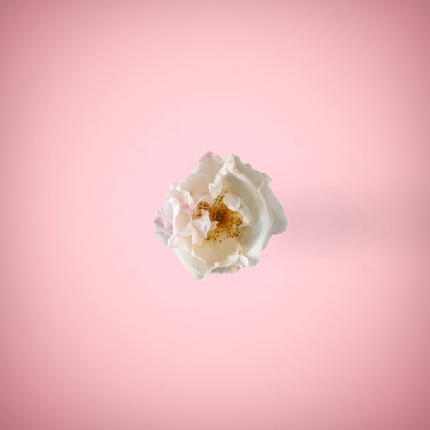 White rose in a ping background