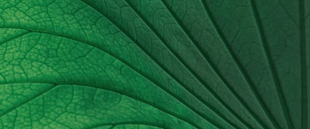 feuille d'arbre nervurée en gros plan, comme les veines ou des chemins nourriciers