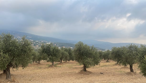 Champ d'oliviers haut de gamme libanais alignés proprement