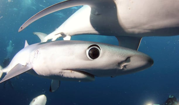 requin peua bleue zoom sur l'oeil