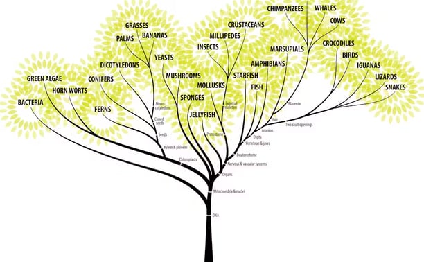 Cute Phylogenic Tree