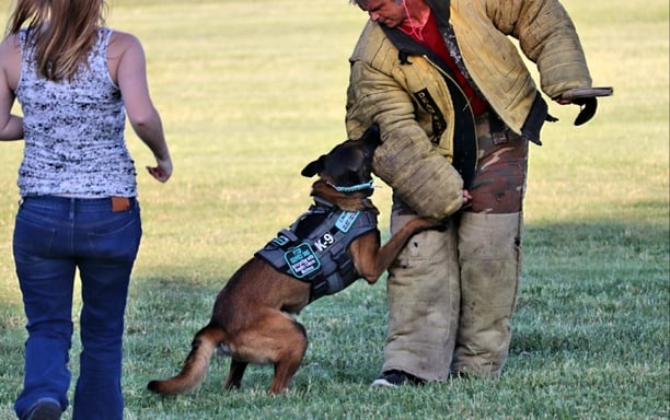 belgian malinois doing bitework