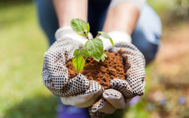Plant planten borderplan tuinontwerp bloemen en vaste planten