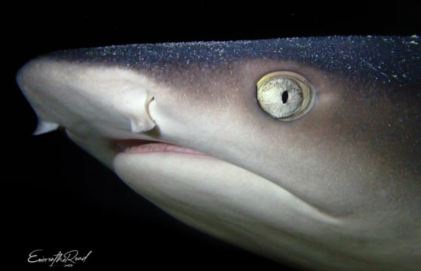 White tip reef shark swimming in Gili Trawangan Dive Site