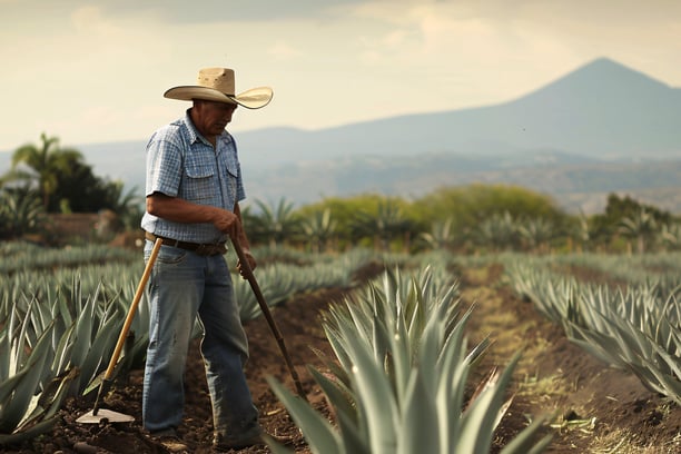 Mezcal Lu - Historia de el mezcal - Mezcal Lu Blog