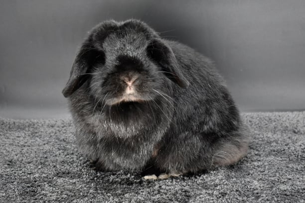 Mississippi Mud Pie at Hot Cross Buns - solid black Holland Lop doe on grey background
