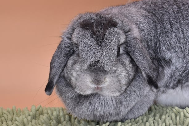 Hot Cross Buns' Posey - Solid chinchilla doe