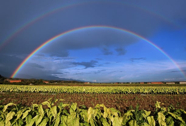 Foto real de un campo de cultivo de tabaco con un arcoíris en el cielo