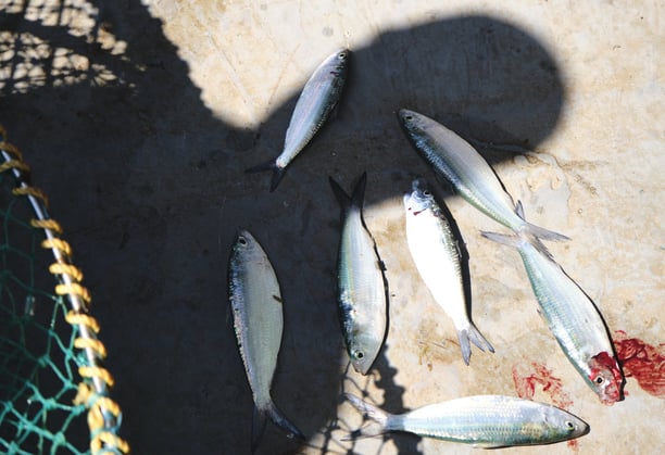 a group of dead fish lying near a net