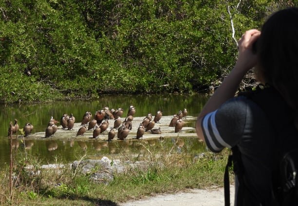 Bird watching tour in the Bahamas, observing Bahamas birds, ducks