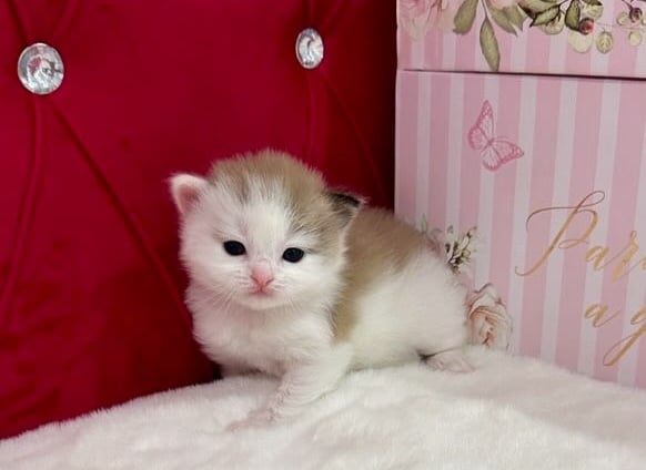 Ragdoll bicolor