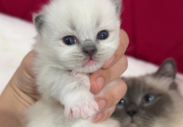 Ragdoll female
