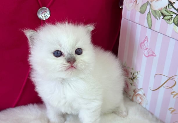 Lilac Mitted Ragdoll