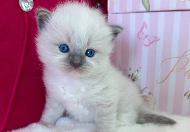 Blue Mitted Ragdoll