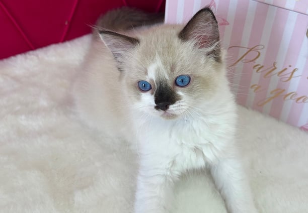 Seal Bicolor Ragdoll Kitten