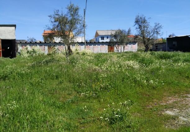a field with grass and olive trees
