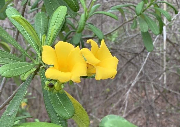 a yellow flower with green leaves and a green leafy plant