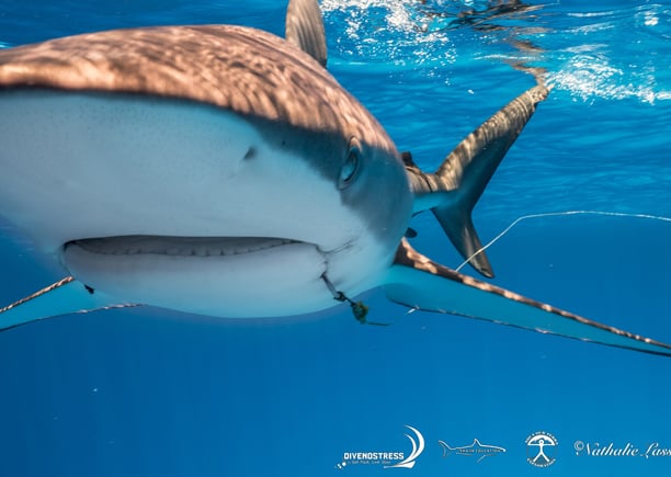 Requin peau bleu avec hamecon dans la bouche
