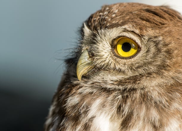 Pearl spotted owlet on safari