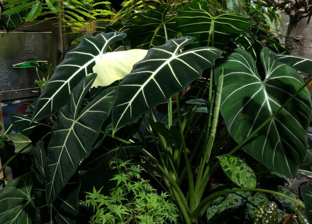 Alocasia micholitziana 'Frydek'